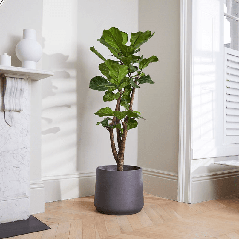 Chaz, Fidel and Big Ken large plants and pots set, 21 x 80cm